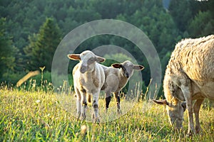 Ovce na lúke žerú trávu v stáde počas farebného východu alebo západu slnka.