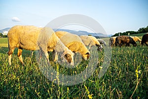 Sheep on the meadow eating grass in the herd during colorful sunrise or sunset.