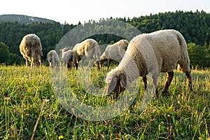 Ovce na lúke žerú trávu v stáde počas farebného východu alebo západu slnka.