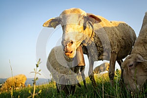 Sheep on the meadow eating grass in the herd during colorful sunrise or sunset.