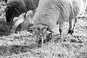 Sheep on the meadow eating grass in the herd during colorful sunrise or sunset.