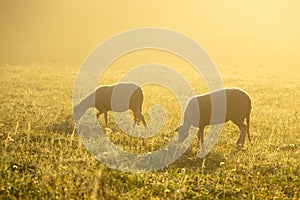 Sheep on the meadow eating grass in the herd during colorful sunrise or sunset.