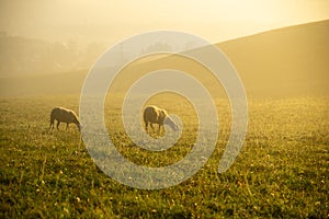 Sheep on the meadow eating grass in the herd during colorful sunrise or sunset.