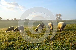 Sheep on the meadow eating grass in the herd during colorful sunrise or sunset.