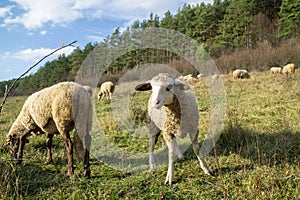 Ovce na louce jíst trávu ve stádě během barevného východu nebo západu slunce.