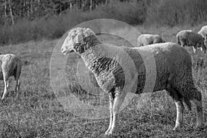 Sheep on the meadow eating grass in the herd during colorful sunrise or sunset.