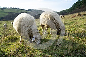 Sheep on the meadow eating grass in the herd during colorful sunrise or sunset.