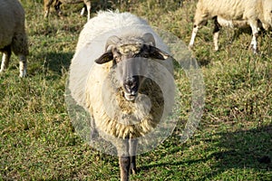 Sheep on the meadow eating grass in the herd during colorful sunrise or sunset.