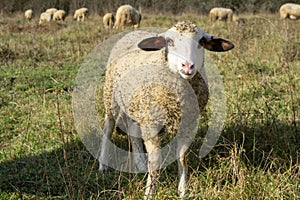 Sheep on the meadow eating grass in the herd during colorful sunrise or sunset.