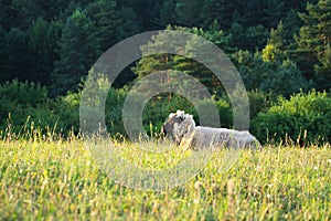 Sheep on the meadow eating grass in the herd during colorful sunrise or sunset.