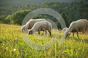 Ovce na louce jíst trávu ve stádě během barevného východu nebo západu slunce.