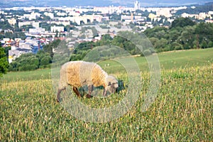 Sheep on the meadow eating grass in the herd.