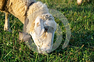 Sheep on the meadow eating grass in the herd.