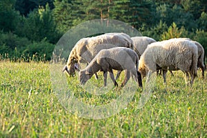 Sheep on the meadow eating grass in the herd.