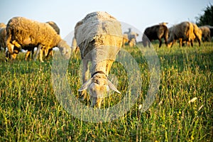 Sheep on the meadow eating grass in the herd.