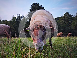Ovce na lúke žerú trávu v stáde.