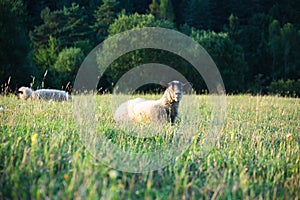 Ovce na lúke žerú trávu v stáde.