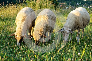 Sheep on the meadow eating grass in the herd.