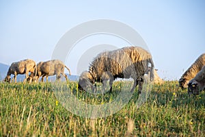 Ovce na louce jíst trávu ve stádě. Slovensko