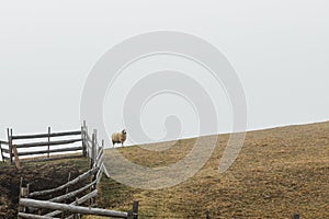 Sheep on the meadow by the fence in foggy morning