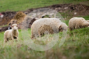 Ovce na lúke