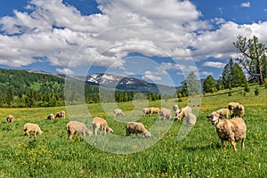 Sheep meadow flowers mountains graze