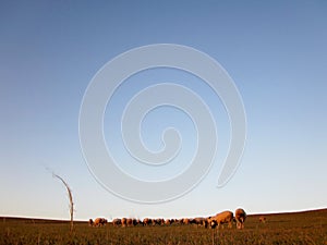 Sheep meadow grazing