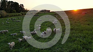 Sheep in a meadow on green grass at sunset. Flock of sheep grazing green meadow