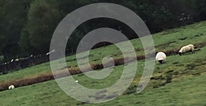 Sheep in a meadow in Greenock, Scotland, United Kingdom