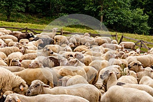 Sheep on the meadow in Jaworki (Poland)