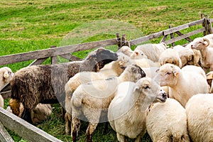 Sheep on the meadow in Jaworki (Poland)