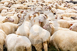 Sheep on the meadow in Jaworki (Poland)