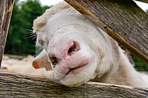 Sheep on the meadow in Jaworki (Poland)