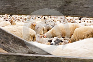 Sheep on the meadow in Jaworki (Poland)