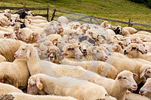 Sheep on the meadow in Jaworki (Poland)