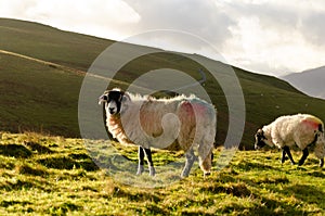 Sheep in the meadow of Lake District