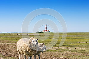 Sheep in meadow landscape