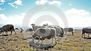 Sheep on a meadow in the mountain