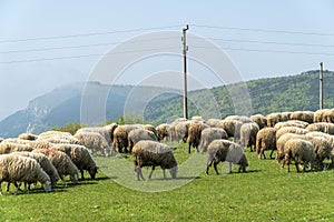 Sheep in a meadow with mountains in the bakcground