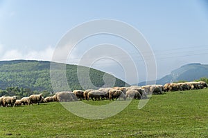 Sheep in a meadow with mountains in the bakcground