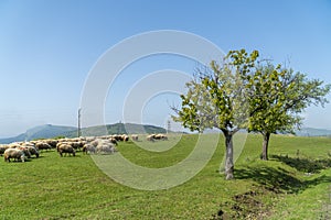 Sheep in a meadow with mountains in the bakcground