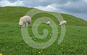 Sheep meadow nature background