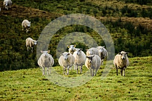 Sheep on the meadow photo