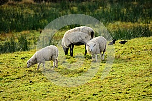 Sheep on the meadow photo