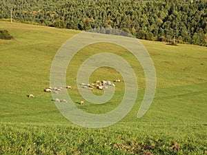 Sheep on the meadow. Slovakia