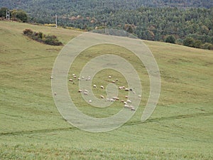 Sheep on the meadow. Slovakia