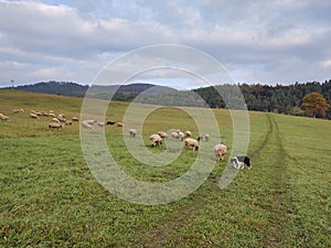 Sheep on the meadow. Slovakia