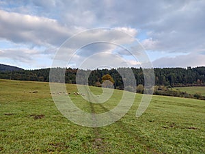 Sheep on the meadow. Slovakia