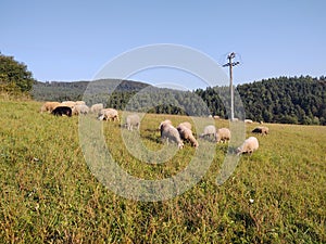 Sheep on the meadow. Slovakia