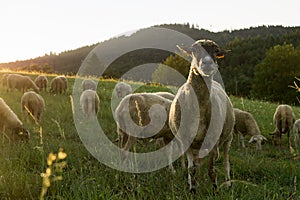 Sheep on meadow during sunny day. Slovakia